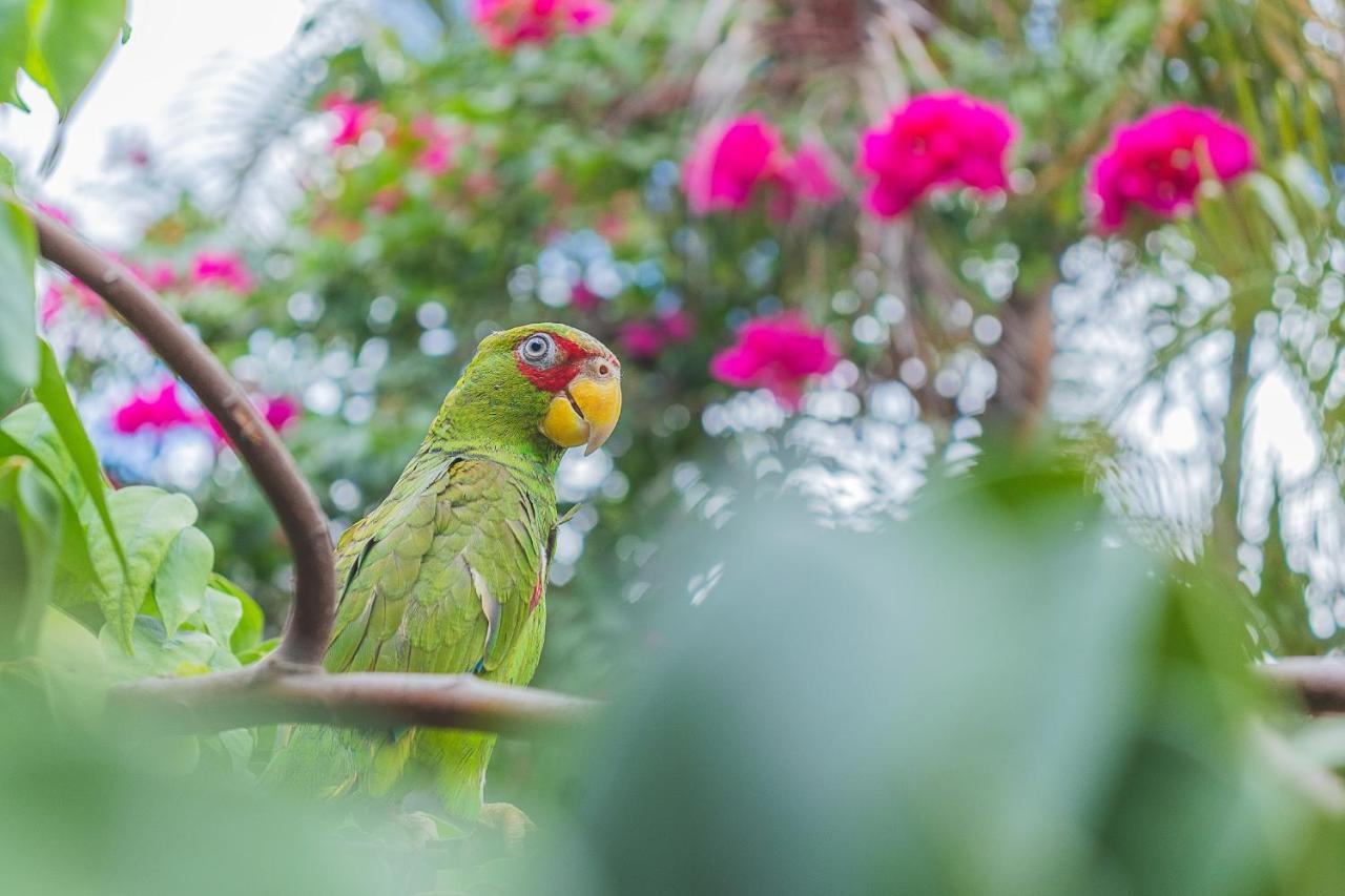 Hotel Lagoon - Pet Friendly Chetumal Esterno foto