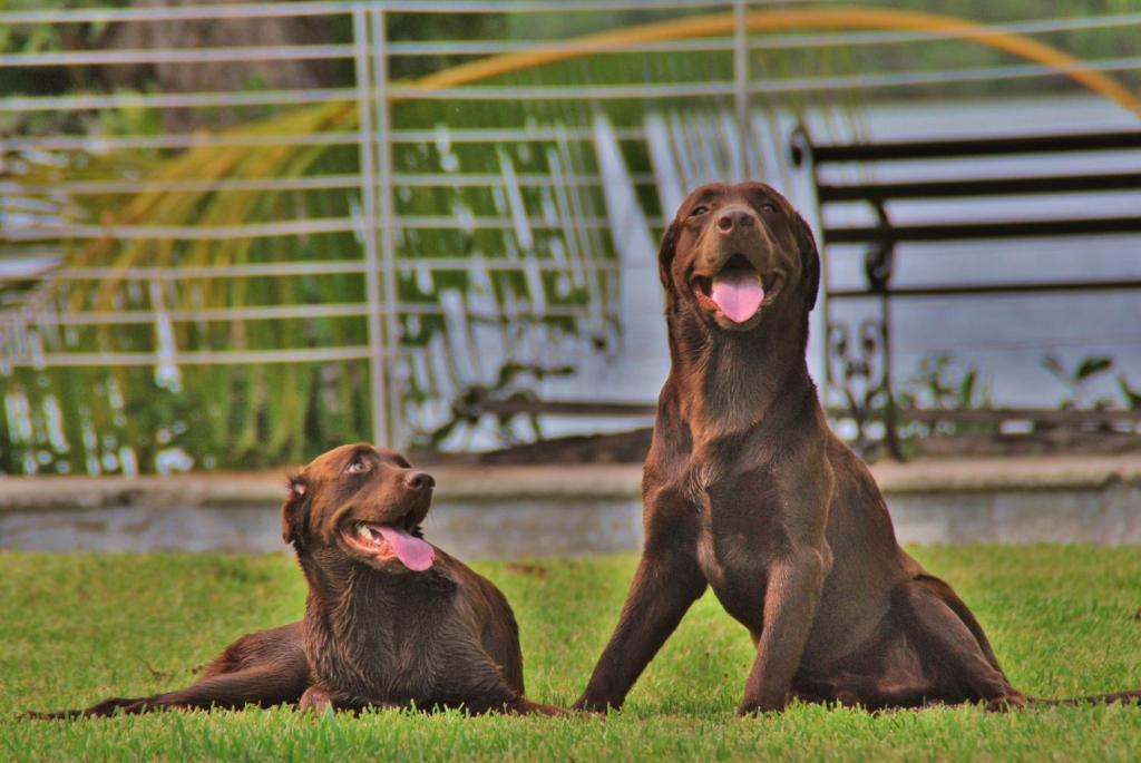 Hotel Lagoon - Pet Friendly Chetumal Esterno foto